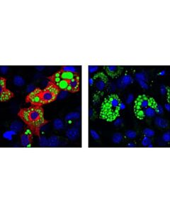 Cell Signaling Phospho-Hsl (Ser565) Antibody