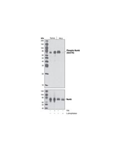 Cell Signaling Phospho-Numb (Ser276) Antibody