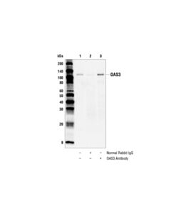 Cell Signaling Oas3 Antibody