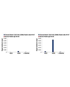 Cell Signaling Cleaved Notch1 (Val1744) (D3b8) Rabbit mAb