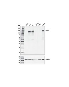 Cell Signaling Cd22 (E7l6z) Rabbit mAb (BSA And Azide Free)