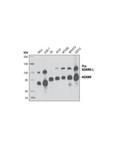 Cell Signaling Adam9 (D64b5) Rabbit mAb