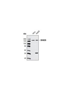 Cell Signaling Dhx29 Antibody