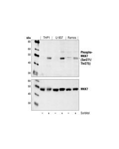 Cell Signaling Phospho-Mkk7 (Ser271/Thr275) Antibody