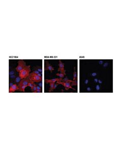 Cell Signaling Pd-L1 (Extracellular Domain Specific) (D8t4x) Rabbit mAb (Alexa Fluor<LT/>Sup&Gt;®<LT/>/Sup&Gt; 647 Conjugate)
