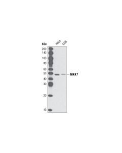 Cell Signaling Mkk7 Antibody