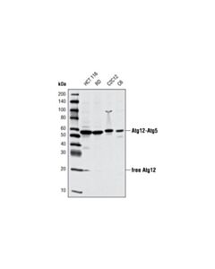 Cell Signaling Atg12 (D88h11) Rabbit mAb