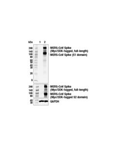 Cell Signaling Mers-Cov Spike Protein (E6q5a) Rabbit mAb