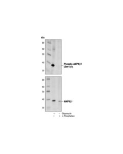 Cell Signaling Phospho-Ampkbeta1 (Ser182) Antibody
