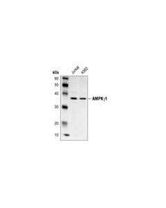 Cell Signaling Ampkgamma1 Antibody
