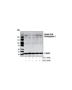 Cell Signaling Acetyl-Coa Carboxylase 1 Antibody