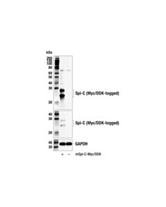 Cell Signaling Spi-C (E7V7F) Rabbit mAb 100 uL