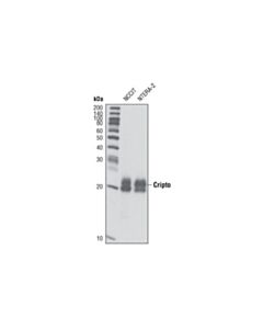 Cell Signaling Cripto (D81B12) Rabbit mAb 20 uL