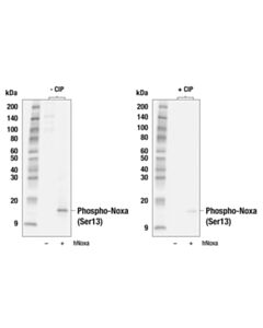 Cell Signaling Phospho-Noxa (Ser13) (E8I9P) Rabbit mAb 20 uL