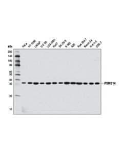 Cell Signaling Psmd14 (D18c7) Rabbit mAb