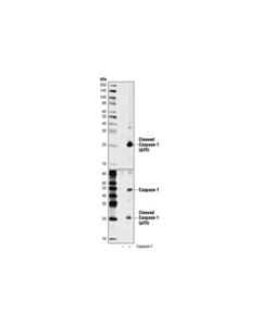 Cell Signaling Cleaved Caspase-1 (Asp297) (D57a2) Rabbit mAb
