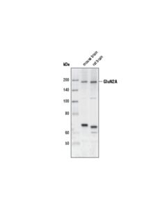 Cell Signaling Nmda Receptor 2a (Glun2a) Antibody