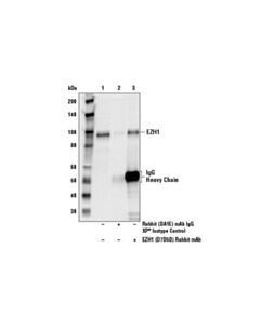 Cell Signaling Ezh1 (D7d5d) Rabbit mAb