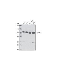 Cell Signaling LSD1 (1E5-H2) Mouse mAb 20 uL