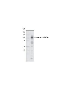Cell Signaling Atp2a1/Serca1 (L24) Antibody