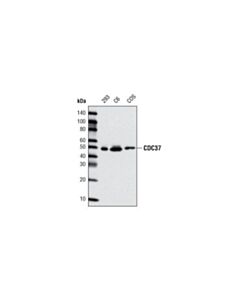 Cell Signaling Cdc37 (D28h7) Rabbit mAb