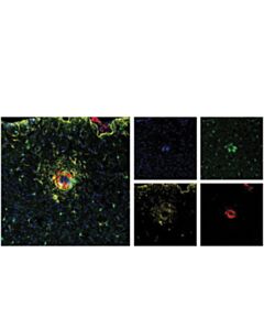 Cell Signaling Anti-ß-Amyloid Xp Antibody, 100 Ul Net Content, Monoclonal, Rabbit Host Species, 4 Deg C, D54d2 Clone
