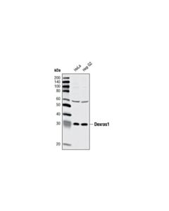 Cell Signaling Dexras1 Antibody