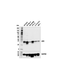 Cell Signaling dCK (F1B5N) Rabbit mAb 100 uL