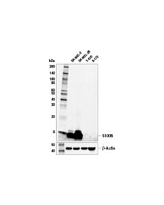 Cell Signaling S100b (E7c3a) Rabbit mAb (Bsa And Azide Free)
