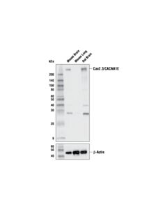 Cell Signaling Cav2.3/Cacna1e Antibody