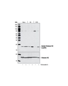 Cell Signaling Acetyl-Histone H3 (Lys56) Antibody