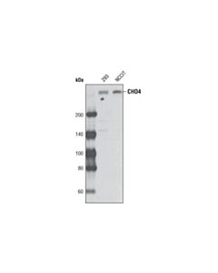 Cell Signaling Chd4 Antibody