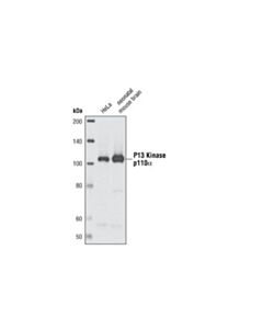 Cell Signaling Pi3 Kinase P110alpha (C73f8) Rabbit mAb