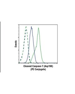 Cell Signaling Cleaved Caspase-7 (Asp198) (D6h1) Rabbit mAb (PE Conjugate)