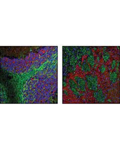 Cell Signaling Stop (175) Mouse mAb