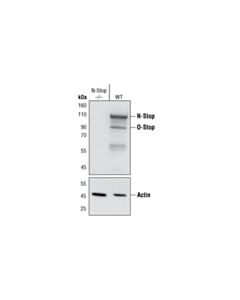 Cell Signaling STOP (175) Mouse mAb 20 uL