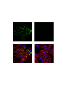 Cell Signaling Cd31 (Pecam-1) (89c2) Mouse mAb (Alexa Fluor 488 Conjugate)