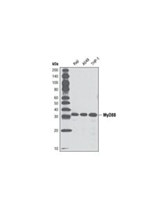 Cell Signaling Myd88 (D80f5) Rabbit mAb