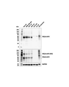 Cell Signaling Peg10-Rf1 (E8w3w) Rabbit mAb