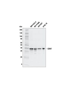 Cell Signaling Cdk7 (E4k4w) Rabbit mAb