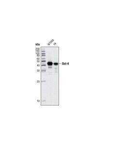 Cell Signaling Oct-4 (9b7) Mouse mAb