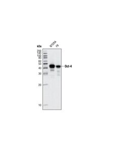 Cell Signaling Oct-4 (9B7) Mouse mAb 20 uL