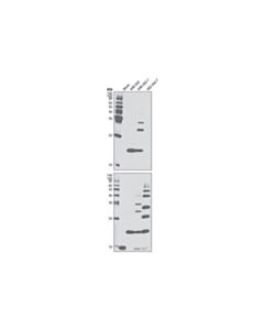 Cell Signaling K48-Linkage Specific Polyubiquitin Antibody