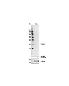 Cell Signaling Phlda3 Antibody