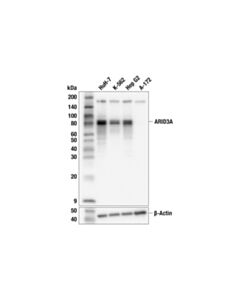 Cell Signaling ARID3A (F1G2E) Rabbit mAb; 20 µl