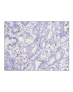 Cell Signaling Pd-1 (Eh33) Mouse mAb (Ihc-Specific)