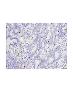 Cell Signaling Pd-1 (Eh33) Mouse mAb