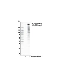 Cell Signaling Flash/Casp8ap2 (D3t8q) Rabbit mAb