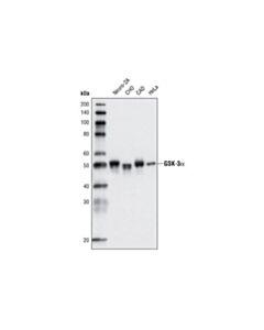 Cell Signaling Gsk-3alpha (D80e6) Rabbit mAb