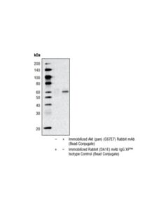 Cell Signaling Akt (Pan) (C67e7) Rabbit mAb (Sepharose Bead Conjugate)